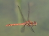 J17_2391 Sympetrum striolatum in flight